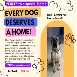 adoptable Dog in Aledo, IL named Tipsy