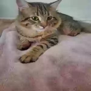 adoptable Cat in Anna, TX named Unknown