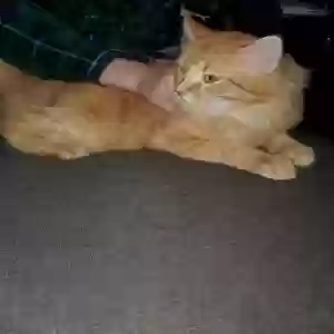adoptable Cat in Anna, TX named Arthur