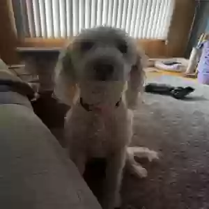 adoptable Dog in Fall River, MA named Ella
