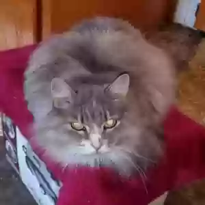 adoptable Cat in Minneapolis, MN named Paris