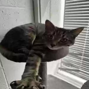 adoptable Cat in Chesapeake, VA named Gerard