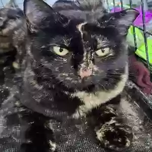 adoptable Cat in Midland, TX named Daisy