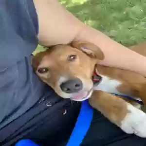 adoptable Dog in Moreno Valley, CA named Unknown
