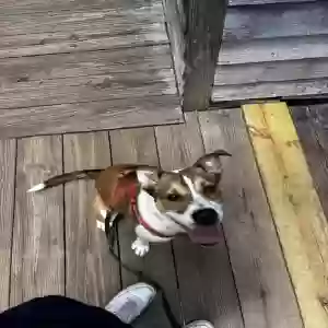 adoptable Dog in Snellville, GA named Gracie