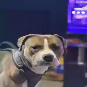 adoptable Dog in Meriden, CT named Thor