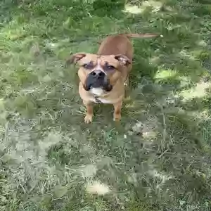 adoptable Dog in Middletown, OH named Vinny
