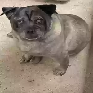 adoptable Dog in Sharpsburg, GA named Roddy