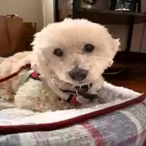 /images/pets/original/2184381_actual_two.webp
