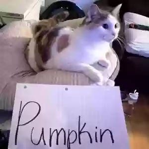 adoptable Cat in White Hall, AR named Pumpkin