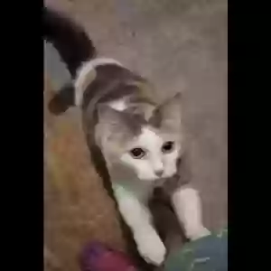/images/pets/original/2184389_22996_Screenshot_20250630-024046~2.webp