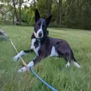 adoptable Dog in Hanover, PA named Reggie