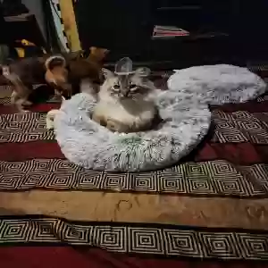 adoptable Cat in Monroe, UT named Mr Priss