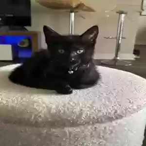 adoptable Cat in Fuquay Varina, NC named Dabi