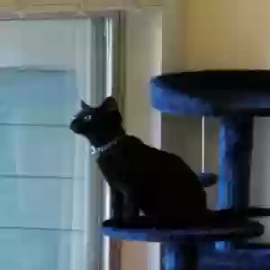 /images/pets/original/2184400_actual_two.webp