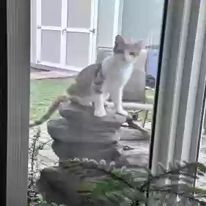 adoptable Cat in Lehigh Acres, FL named Gus