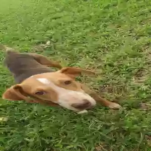 adoptable Dog in Jacksonville, FL named Stray (Buddy?)
