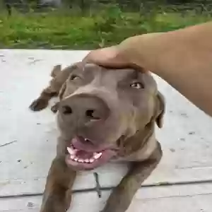 adoptable Dog in Villa Rica, GA named Roscoe