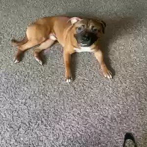 adoptable Dog in Stockbridge, GA named Deion