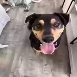 /images/pets/original/2184415_88576_IMG_20250701_183524.webp