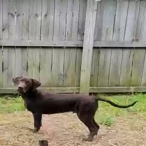 adoptable Dog in Sherwood, AR named Bentley
