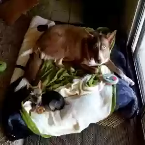 adoptable Dog in Glendale, AZ named Benny