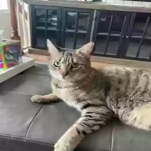 adoptable Cat in Pleasant Hill, CA named Teddy