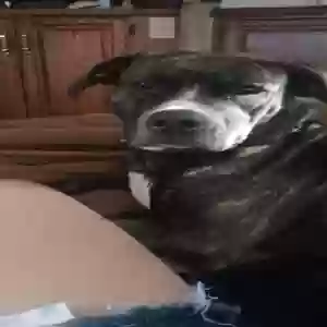 adoptable Dog in Guthrie, OK named Tiana