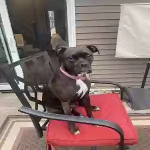 adoptable Dog in Grimes, IA named Tulip aka Little Girl