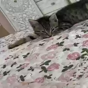 adoptable Cat in Fayetteville, NC named Tater