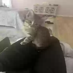 /images/pets/original/2184436_actual_two.webp
