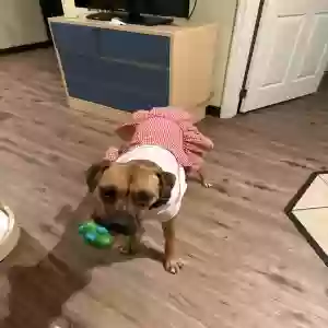 adoptable Dog in Cincinnati, OH named Luna