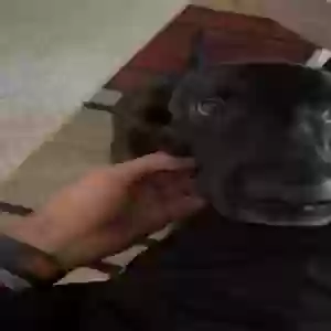 adoptable Dog in Elgin, SC named Unknown