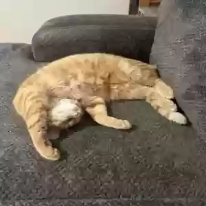 adoptable Cat in Lima, OH named Franklin