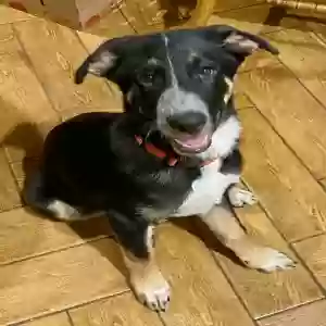 adoptable Dog in Harrison, AR named Bear