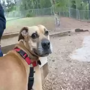 adoptable Dog in Marietta, GA named Coco