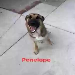 adoptable Dog in Riverside, CA named Penelope