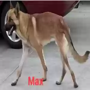 adoptable Dog in Riverside, CA named Max