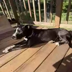 adoptable Dog in Olathe, KS named Gypsy