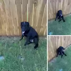 adoptable Dog in Waco, TX named ???