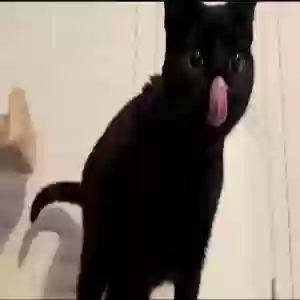 adoptable Cat in Concord, NC named Jiji