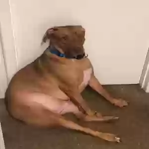 adoptable Dog in Greenville, SC named Unknown