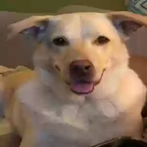 adoptable Dog in Norwalk, CT named Georgia