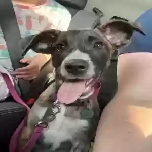 adoptable Dog in Zebulon, NC named Faerie