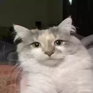 adoptable Cat in Millville, NJ named Buttercup