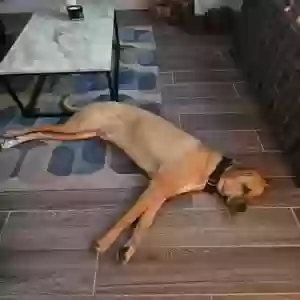 /images/pets/original/2184472_86074_20241030_192639.webp