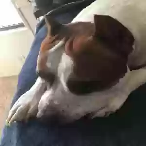 adoptable Dog in Daleville, AL named Zappa