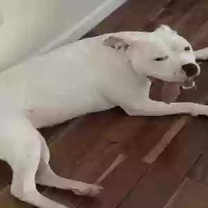 adoptable Dog in Minneapolis, MN named Paris