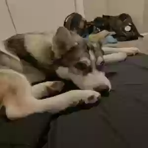 adoptable Dog in Denver, CO named Mi-ke