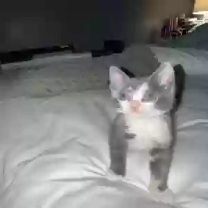 adoptable Cat in Zebulon, NC named Bubbles